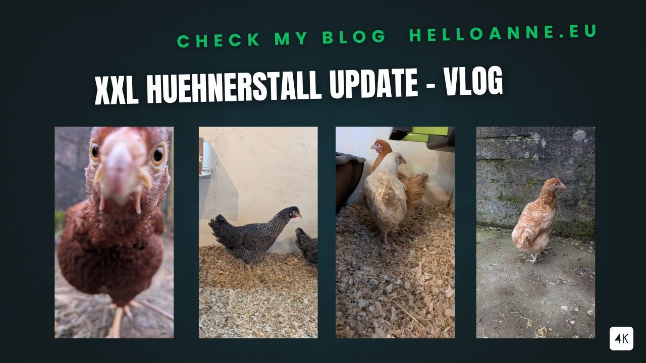 Will They Get Along? Introducing New Chickens to the Flock | Chicken Coop Update