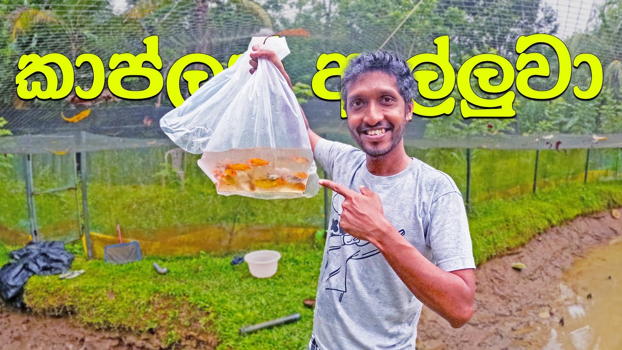 ආයෙනම් කාප්ලා දාන්නෙ නෑ | මඩ නාගෙන මාළු අල්ලමු 🇱🇰 | Catching Carp in a Muddy Pond (Sinhala)(2024)