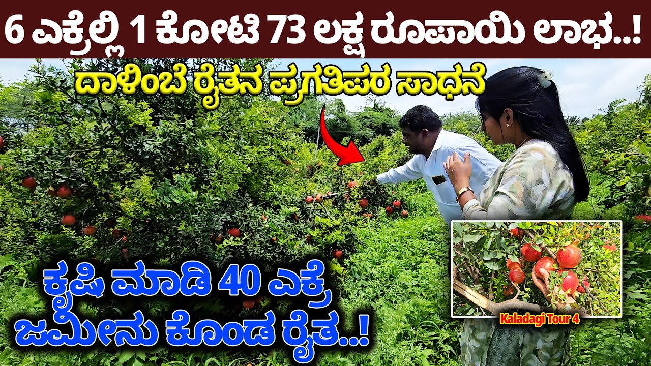 ಕೃಷಿ ಮಾಡಿ 40 ಎಕ್ರೆ ಜಮೀನು ಕೊಂಡ ರೈತ-  ದಾಳಿಂಬೆ 6 ಎಕ್ರೆಲಿ 1 ಕೋಟಿ 73 ಲಕ್ಷ ರೂಪಾಯಿ-Pomegranate Farm Tour- 4