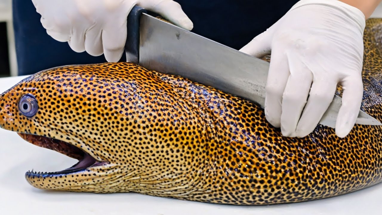 Amazing Skills Cutting Show | Giant Moray Eel Butchery | Best Street Food in the World