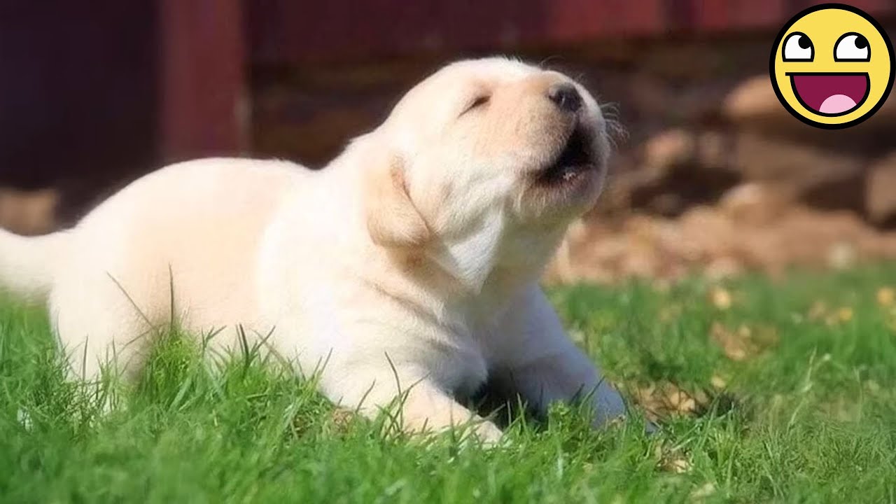 Первые вой крошечных щенков растопят ваше сердце ❤️