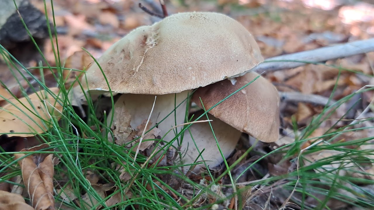 UN MARE DI PORCINI ESTIVI IN VAL D'AVETO !