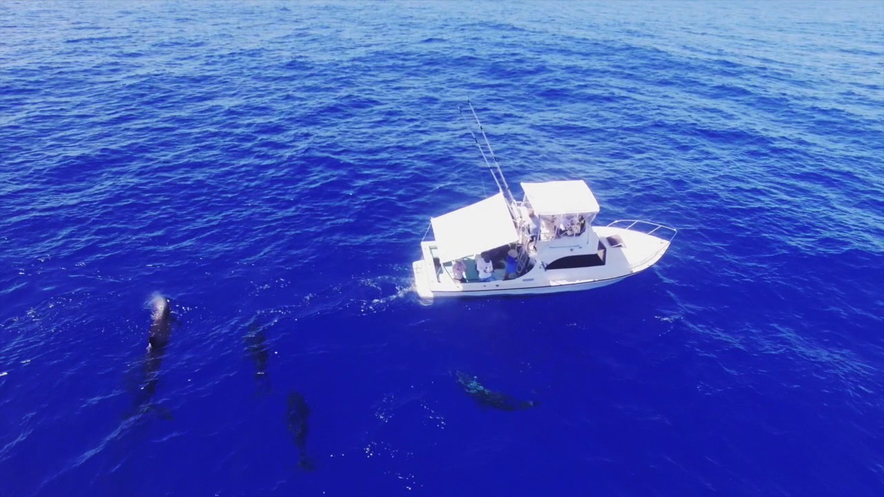 2017 MOLOKAI CHANNEL SWIM