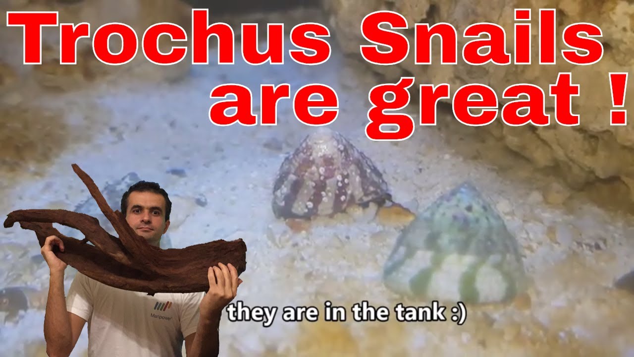 Trochus snails cleaning my aquarium