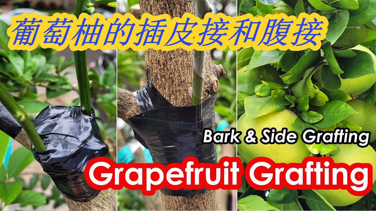 Grapefruit Grafting Using Multiple Grafting Techniques | Bark Grafting | Side Grafting (葡萄柚的插皮接和腹接)
