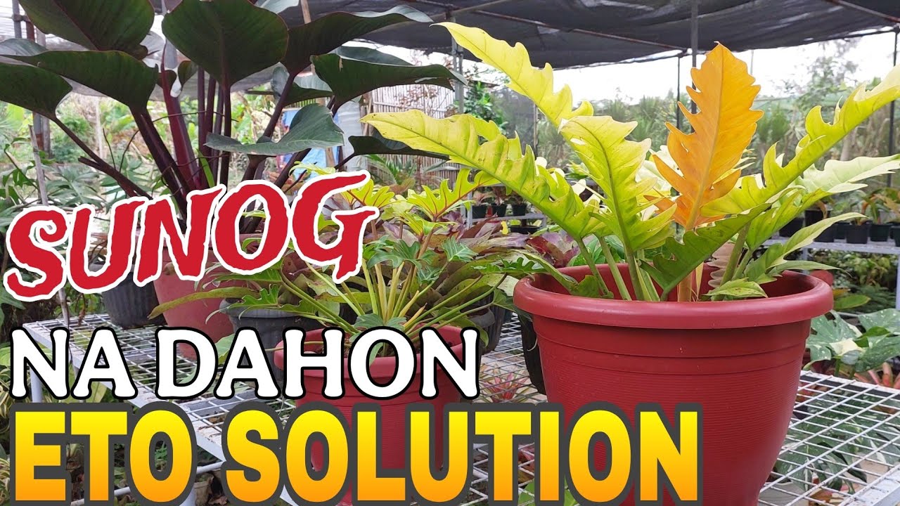 SOLUTION... BAGO MASUNOG ANG AGLAO AND PHILOS #plants #garden #gardening #vlog @highlights #youtube 