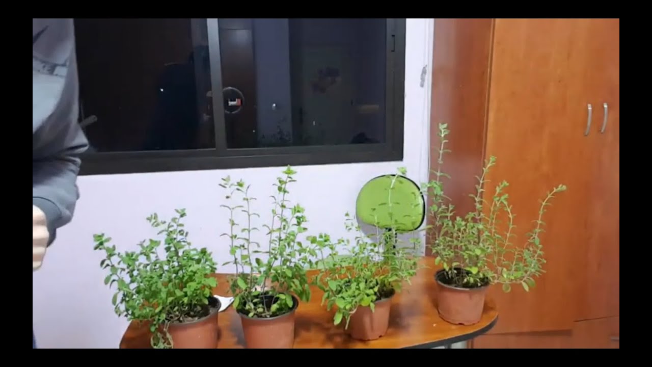 l'entretien de la marjolaine