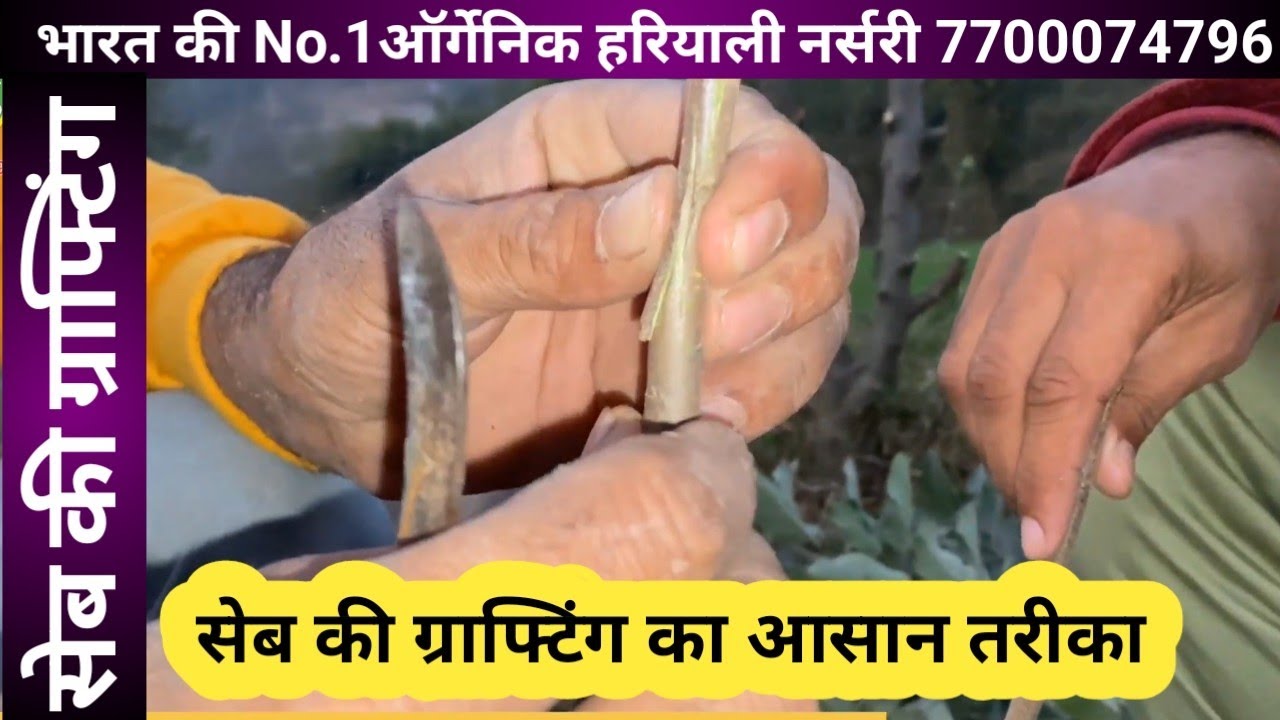 204.सेब की ग्राफ्टिंग कैसे करें. How To Do Apple Plant Grafting. Harman 99.Dorset Golden Anna Plant