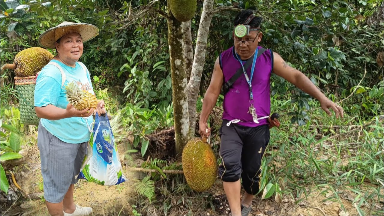 SAMPAI DI KAMPUNG TERUS PERGI KEBUN 👍👍