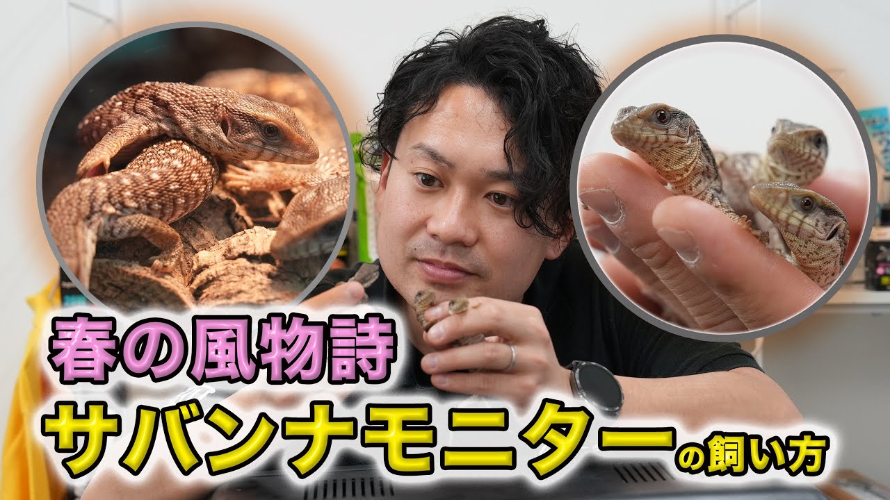 【春の風物詩！サバンナモニターの飼育方法解説！】サバンナモニターの飼育方法、飼い方の重要ポイント３つをご紹介！