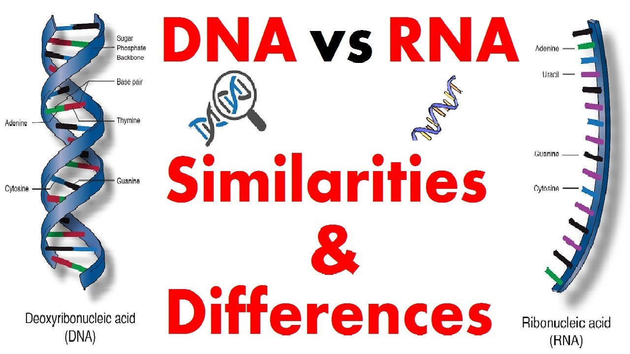 DNA vs RNA | Differences And Similarities Between DNA And RNA
