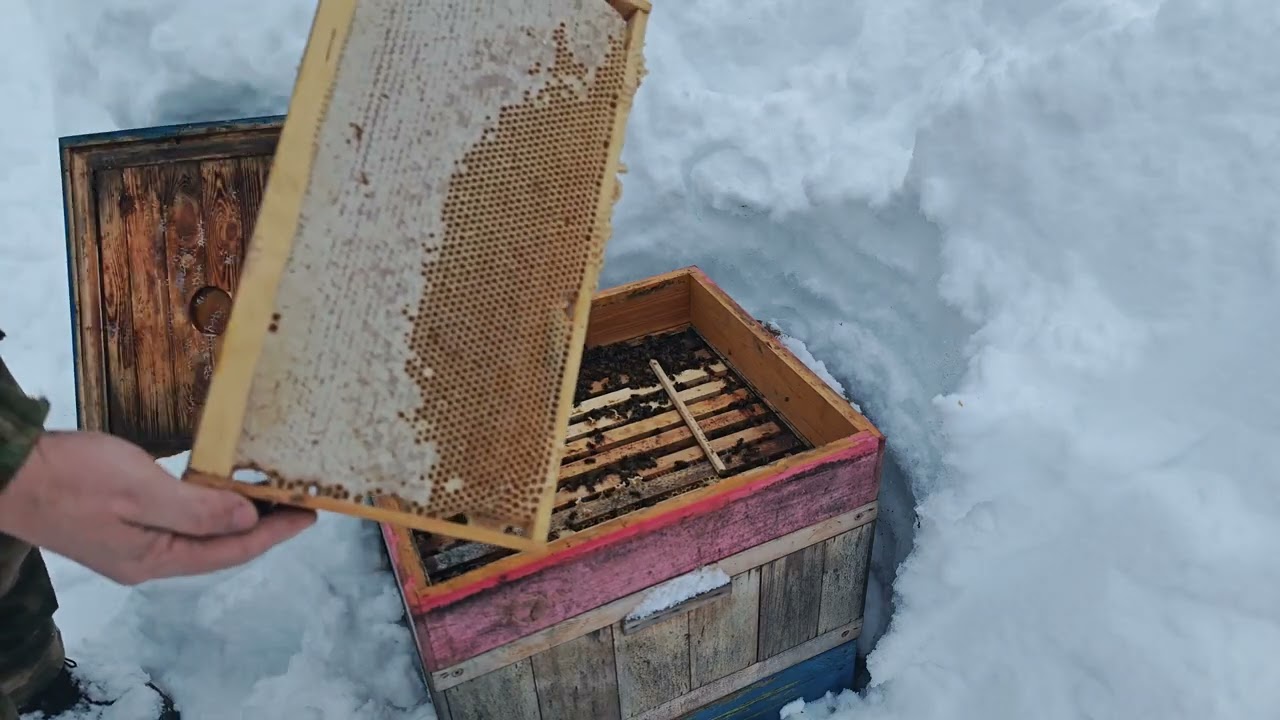 Добавил кормовую рамку в сборный улей. 