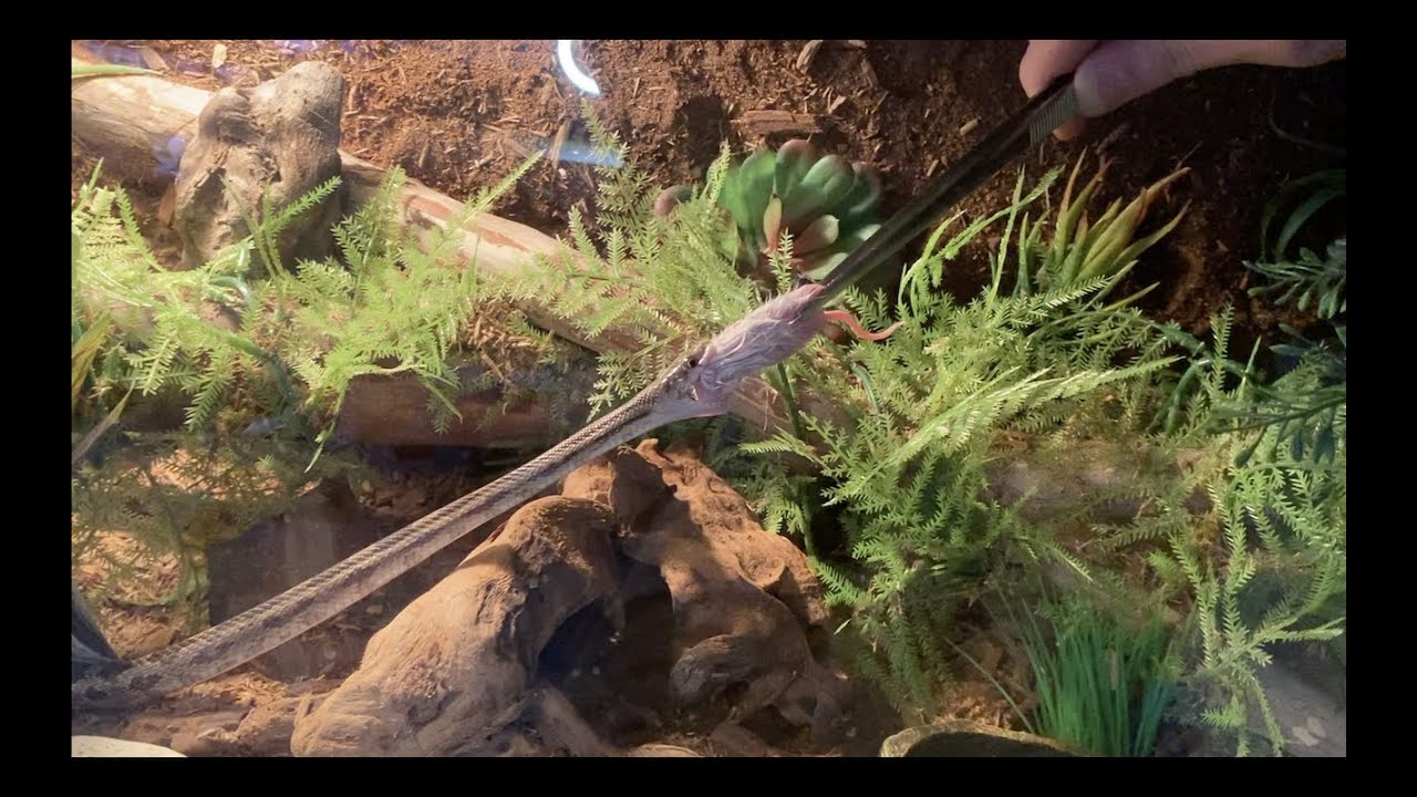 FEEDING SNAKES | Bioactive update