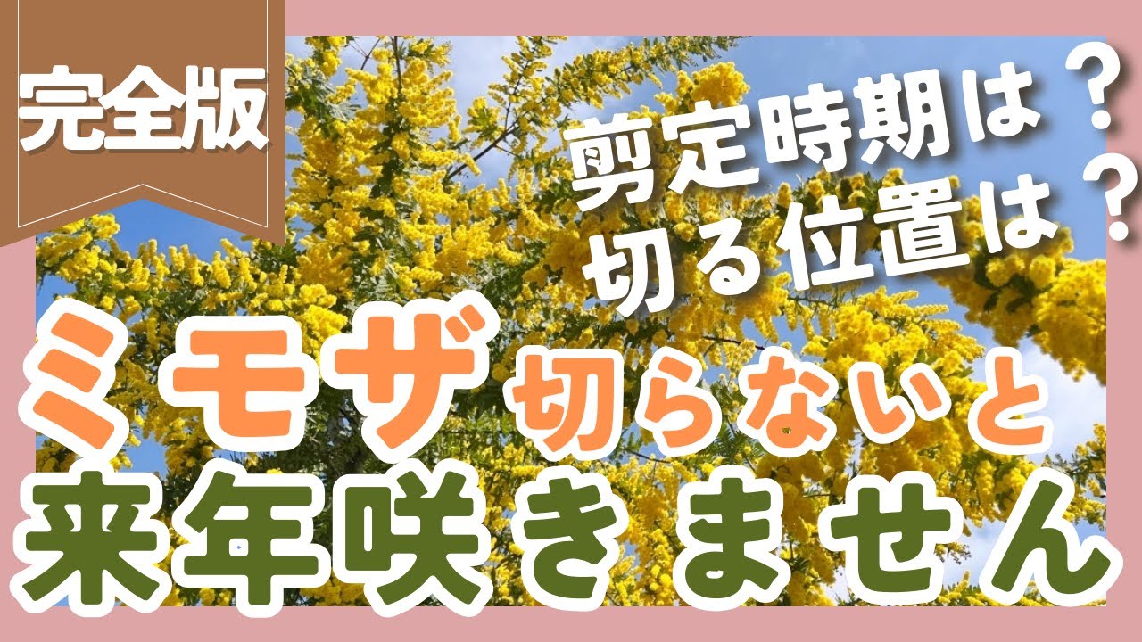【ミモザの剪定✂️】今がチャンス❗️剪定時期と切る位置がポイント【ガーデニング】【園芸】