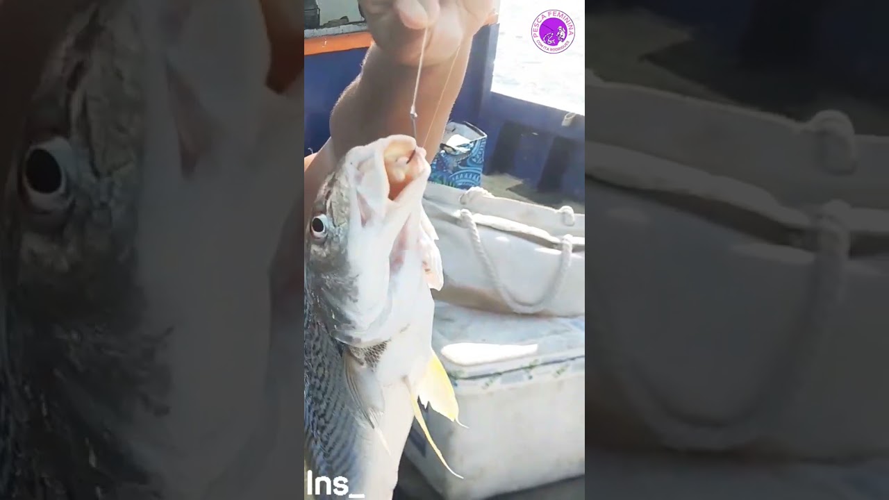 PESCARIA FEMININA NA BAIA DE GUANABARA SAIU CORVINA GRANDE &Uacute;LTIMA PESCARIA EMBARCADA DO ANO S&Oacute; BRUTA