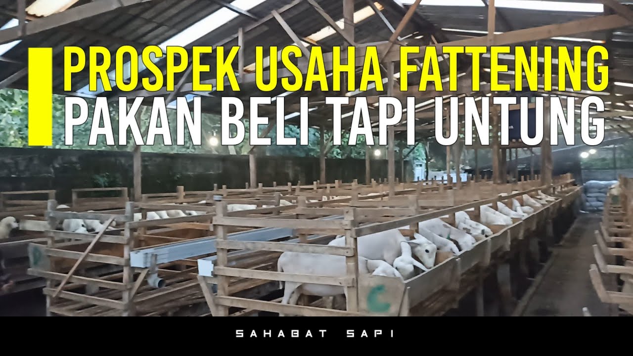 Prospek usaha Fattening Domba | Penggemukan domba sistem pakan beli tapi untung