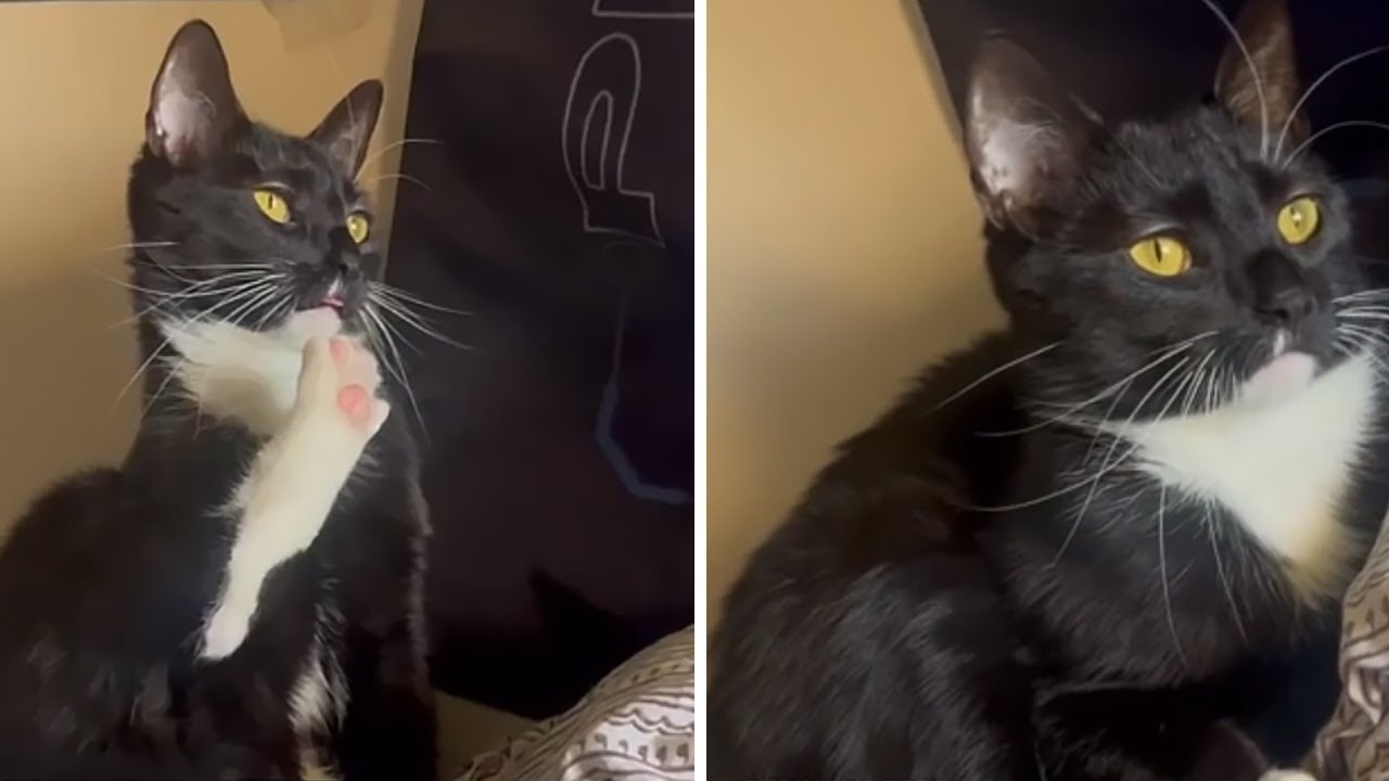 Cat has priceless reaction after spotting a bird #shorts