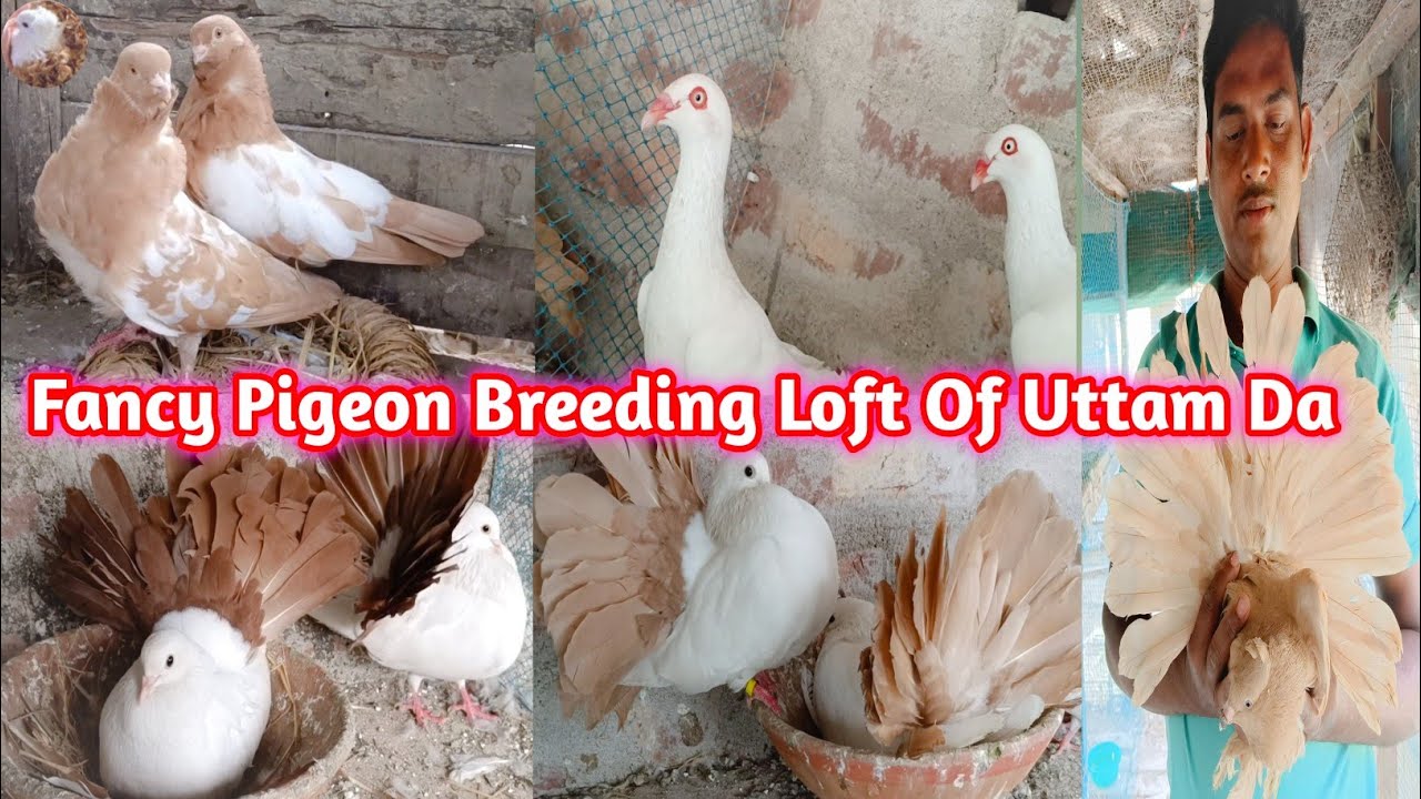 Fancy Pigeon Breeding Loft Visit Of Uttam Da in Kolkata //Fancy Kabootar Breeding Loft in Kolkata