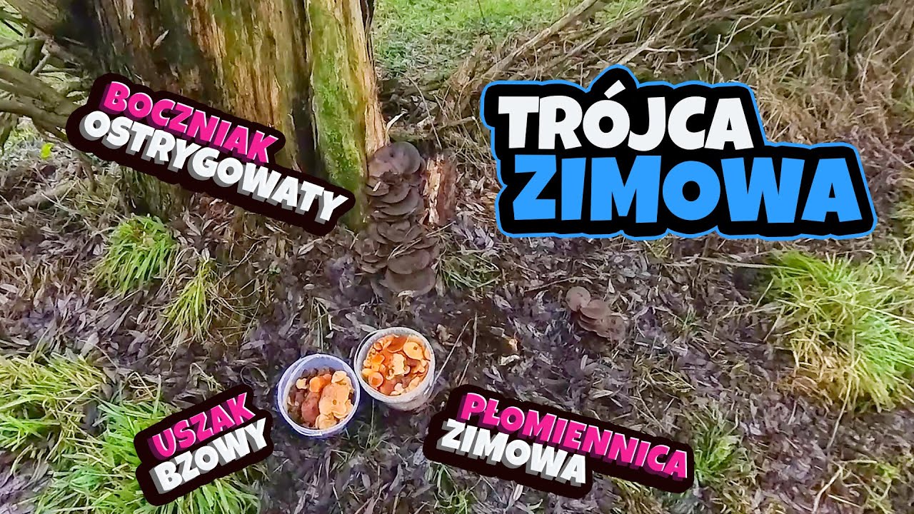 W pogoni za Zimową Trójcą (Płomiennica zimowa, Uszak bzowy, Boczniak ostrygowaty)