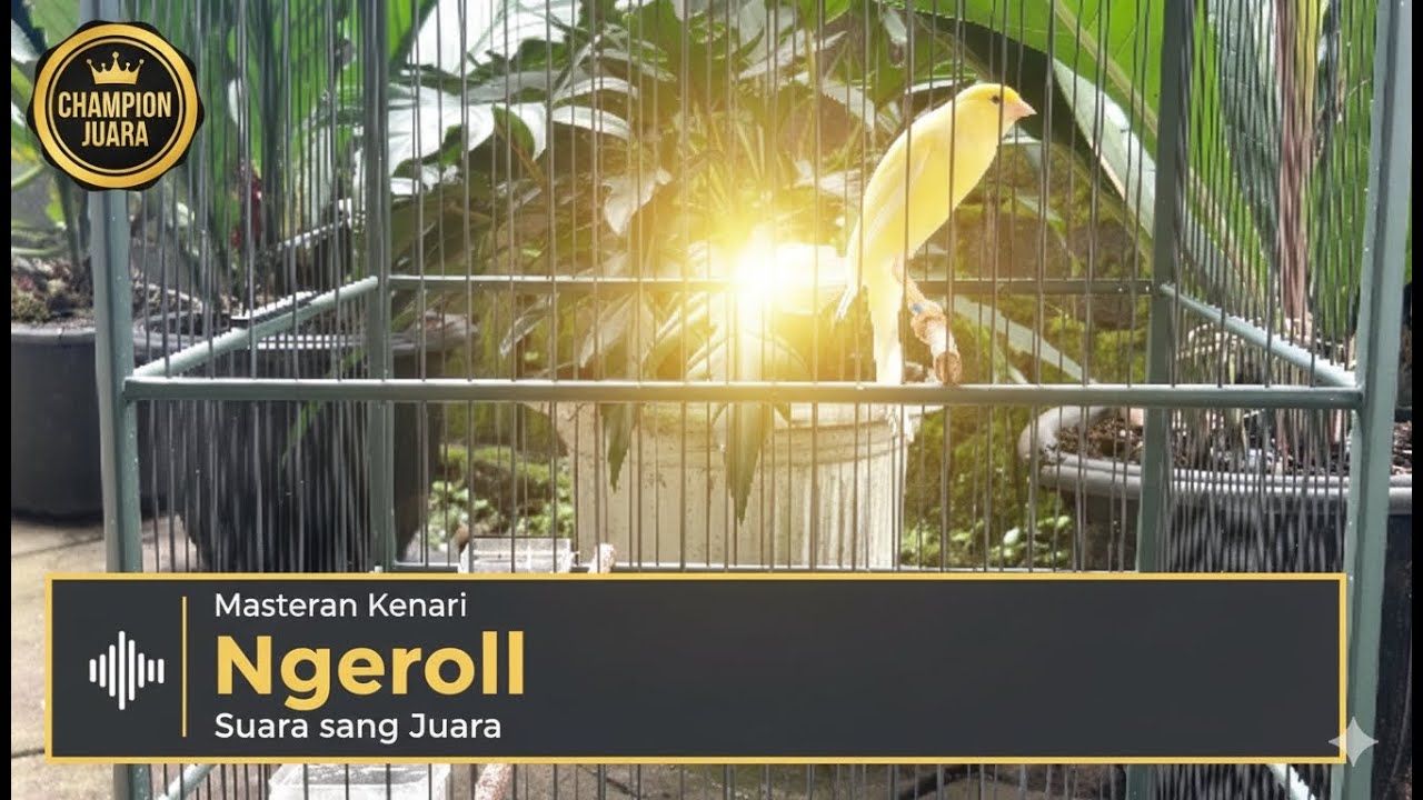 Masteran Kenari Ngeroll, Suara sang juara
