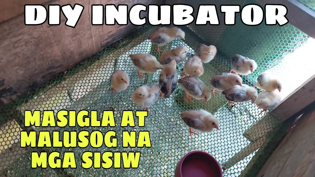 MASIGLA AT MALUSOG NA MGA SISIW || BALERIANS GAMEYARD
