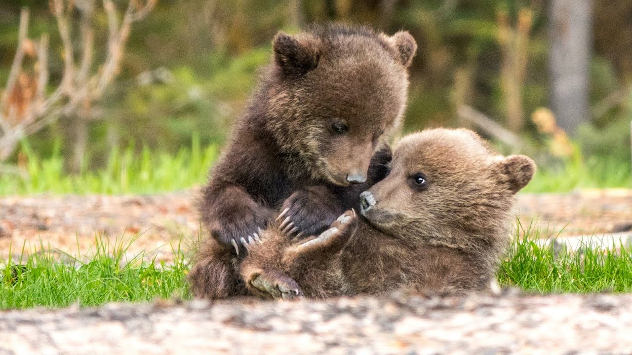 Grizzly Cub & Cub Cute Construction Co. Demolition Services