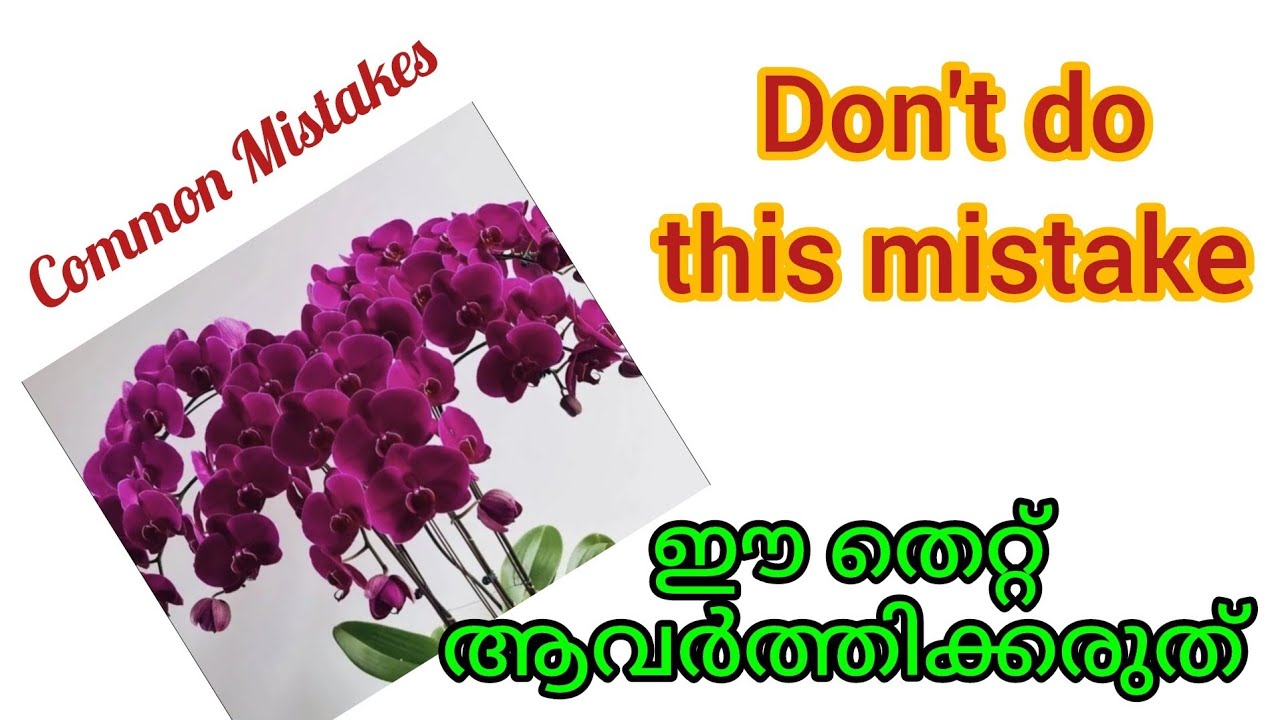 എല്ലാവരും അറിയട്ടെ .എത്രയും പെട്ടെന്ന് ഷെയർ ചെയ്തോളൂ.Don't destroy your Phelenopsis.Do this