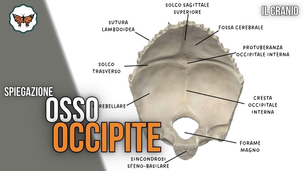 Osso Occipite