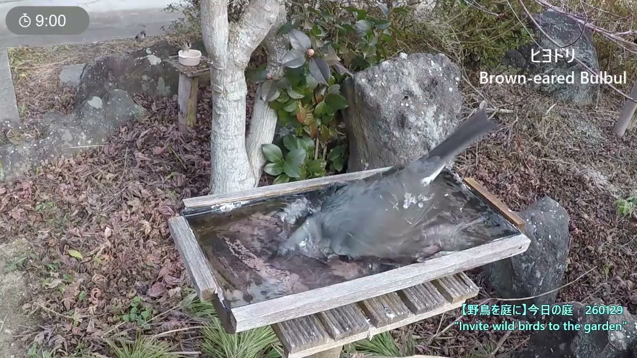 野鳥を庭に　260129　スズメ　シジュウカラ　メジロ　ヒヨドリ