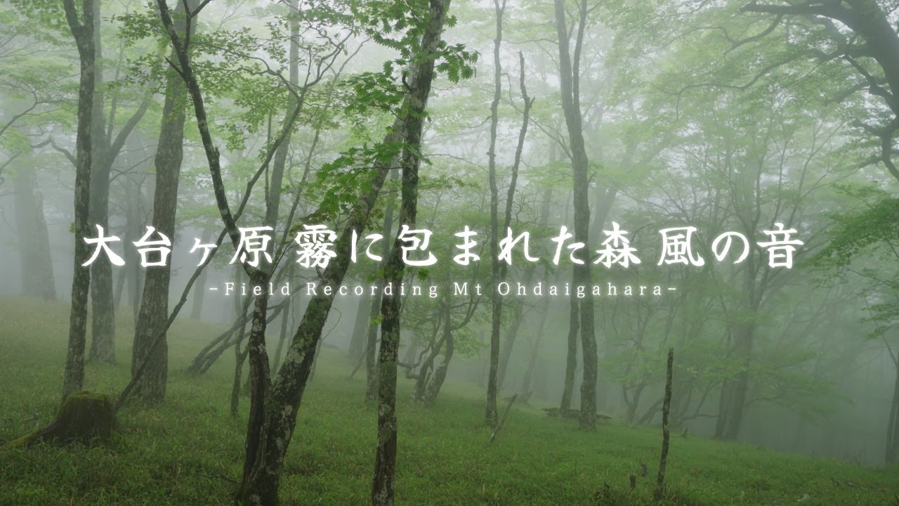【Field Recording】大台ヶ原 自然の音 強風の霧の中でフィールドレコーディング – Relaxing Nature & Wind Sounds（BP4025）