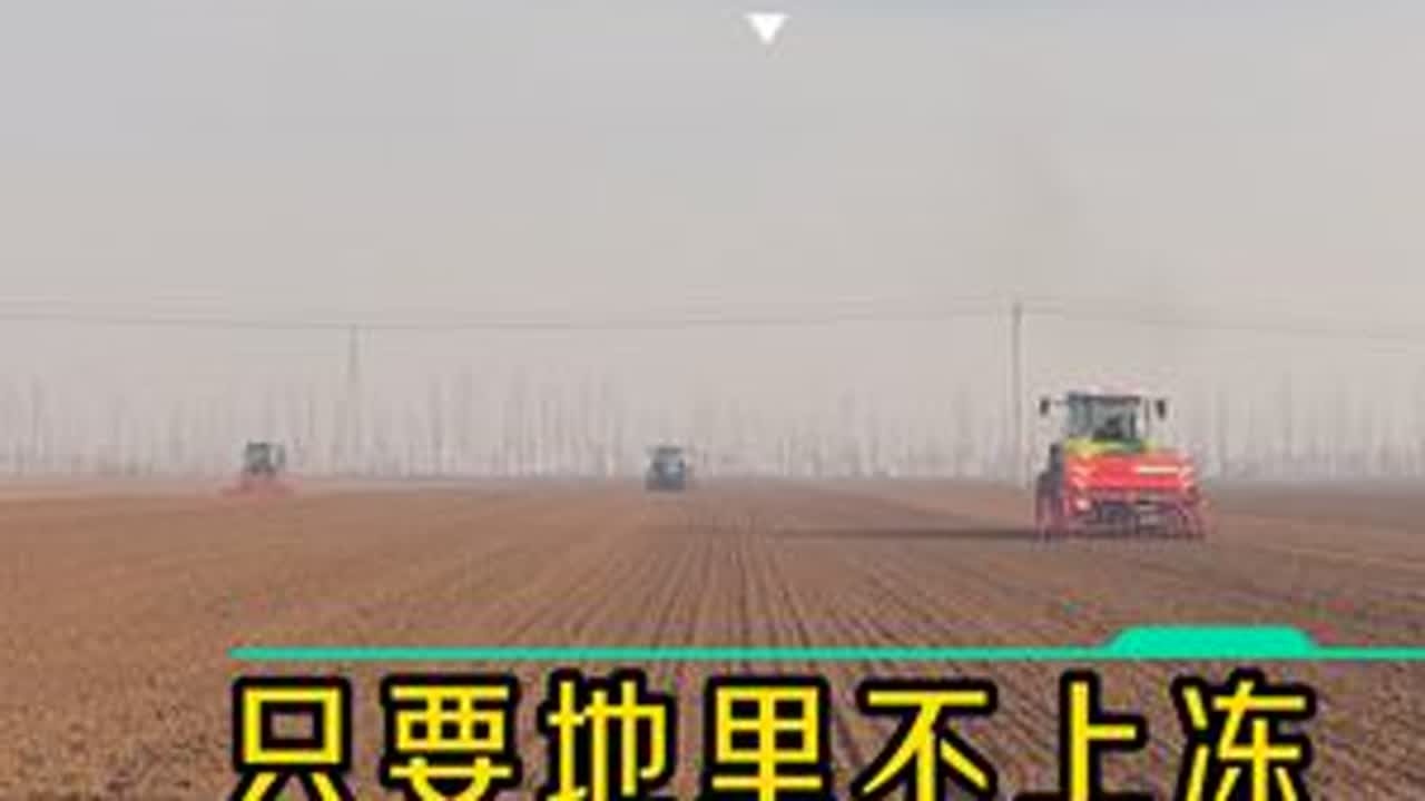 只要地里不上冻，小麦你就随便种！ #小麦种植 #三农种植 #小麦种植时间