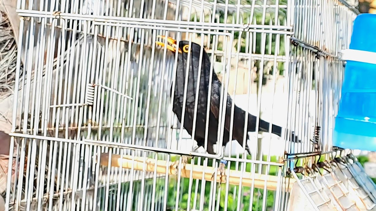 تغريد طائر جحمومية 🐦 استمع لتغريدطائر الجحمومية ولد فيه ضربات وطواط من سوق القريعة للطيور والحيوانات