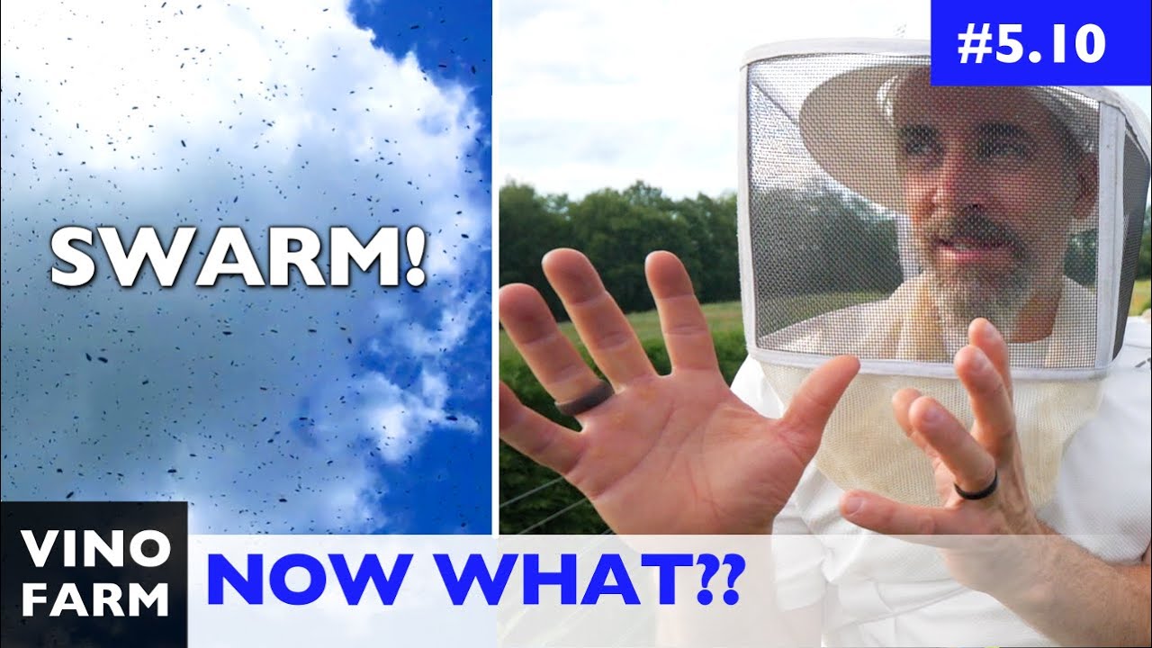 Two Ways To Deal With A Post-Swarm Hive (Beekeeping Decisions!)