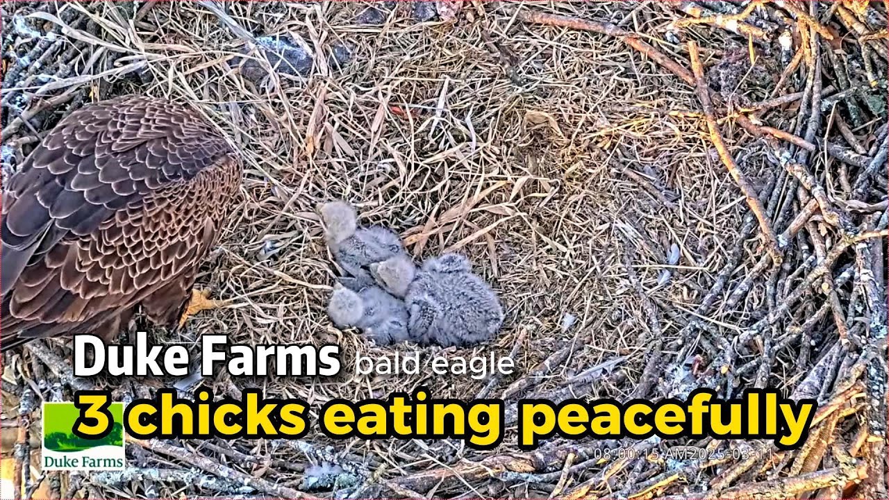 SO GLAD, the 3 chicks eating peacefully 💕| Duke Farms bald eagle nest 2025.