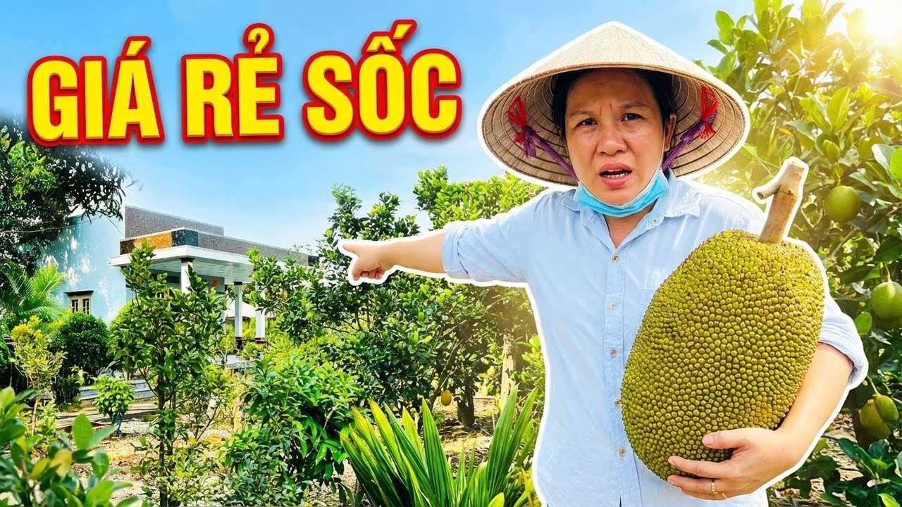 ĐẤT TÂN TRỤ  – Chủ Kẹt Ngân Hàng Bán Gấp NHÀ VƯỜN  Tâm Huyết 4.269m² Trả Nợ | tập 944