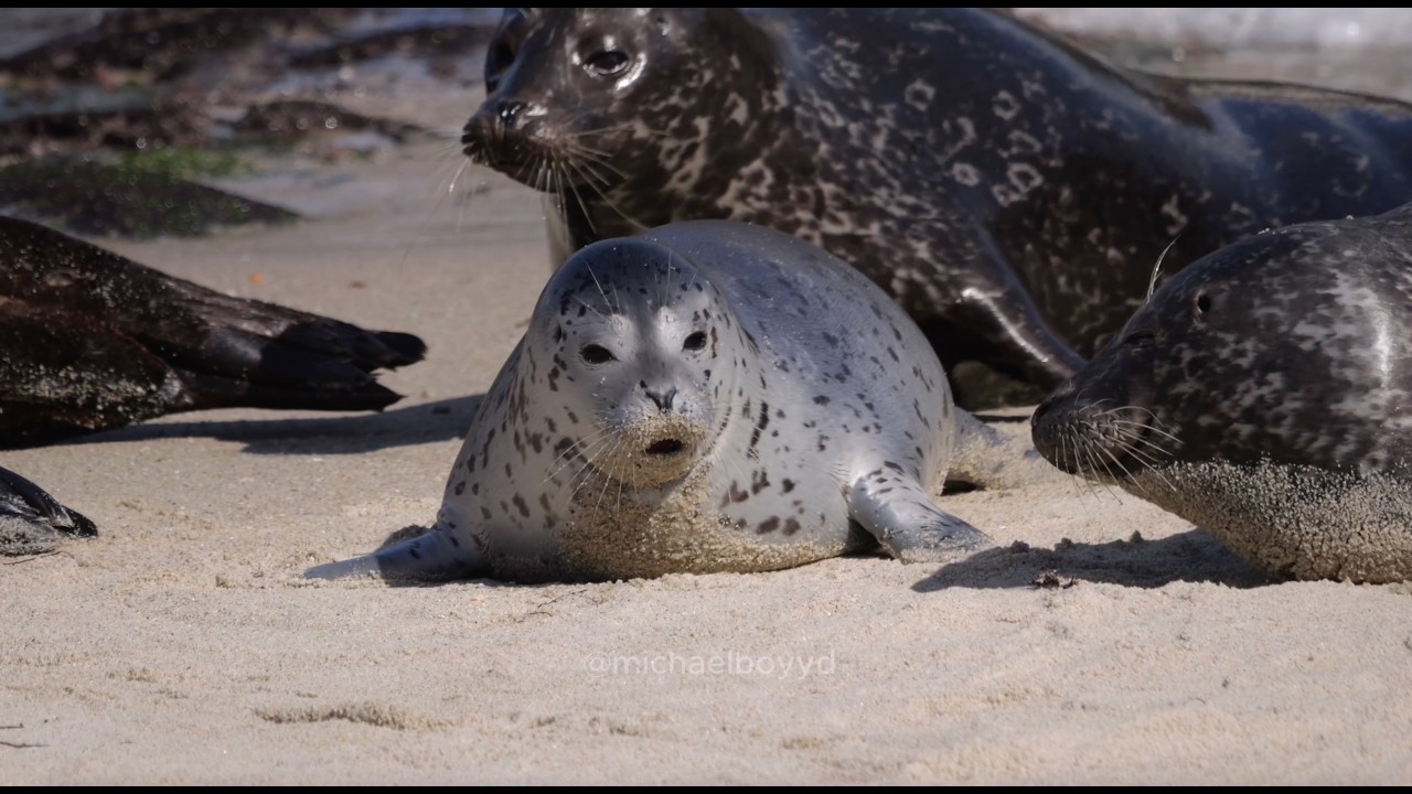 Baby Seals Being Cute for 10 hours