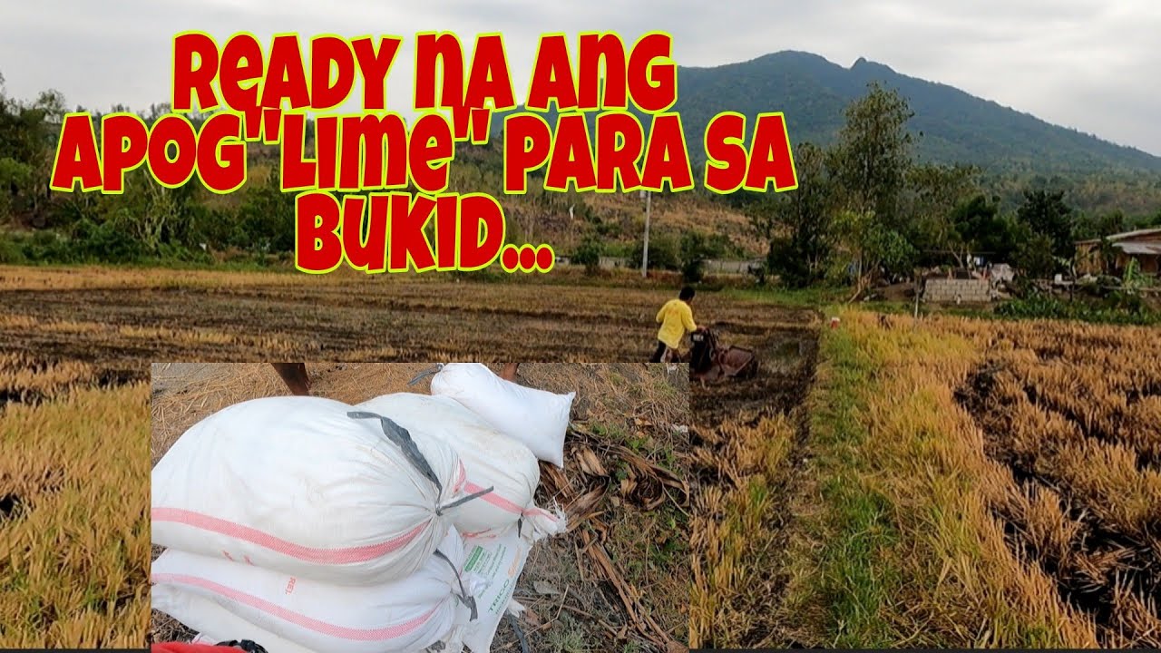 Subukan natin lagyan ng apog ang palayan, bawas acidity...