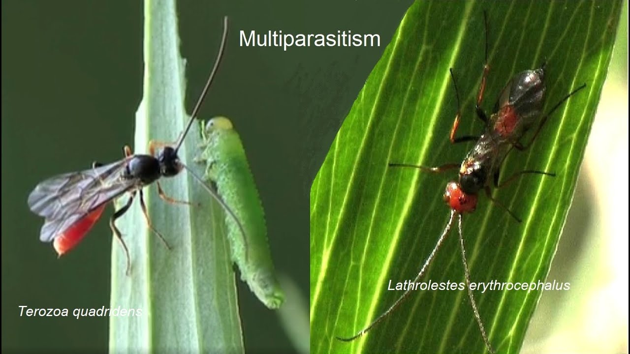 Aprosthema larva multiparasitised by Lathrolestes and Terozoa, with Lathrolestes usually surviving