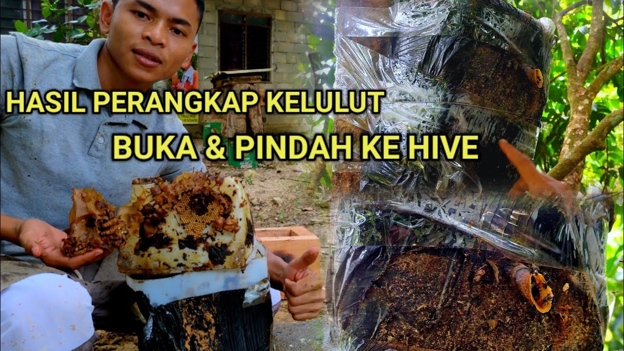 Hasil perangkap kelulut bekas sabun. Pindah koloni ke hive