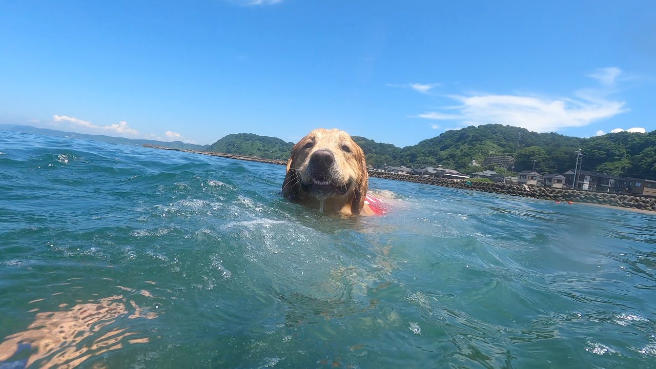 赤ちゃん並みの後追いで、このままだと地平線まで押されそうw