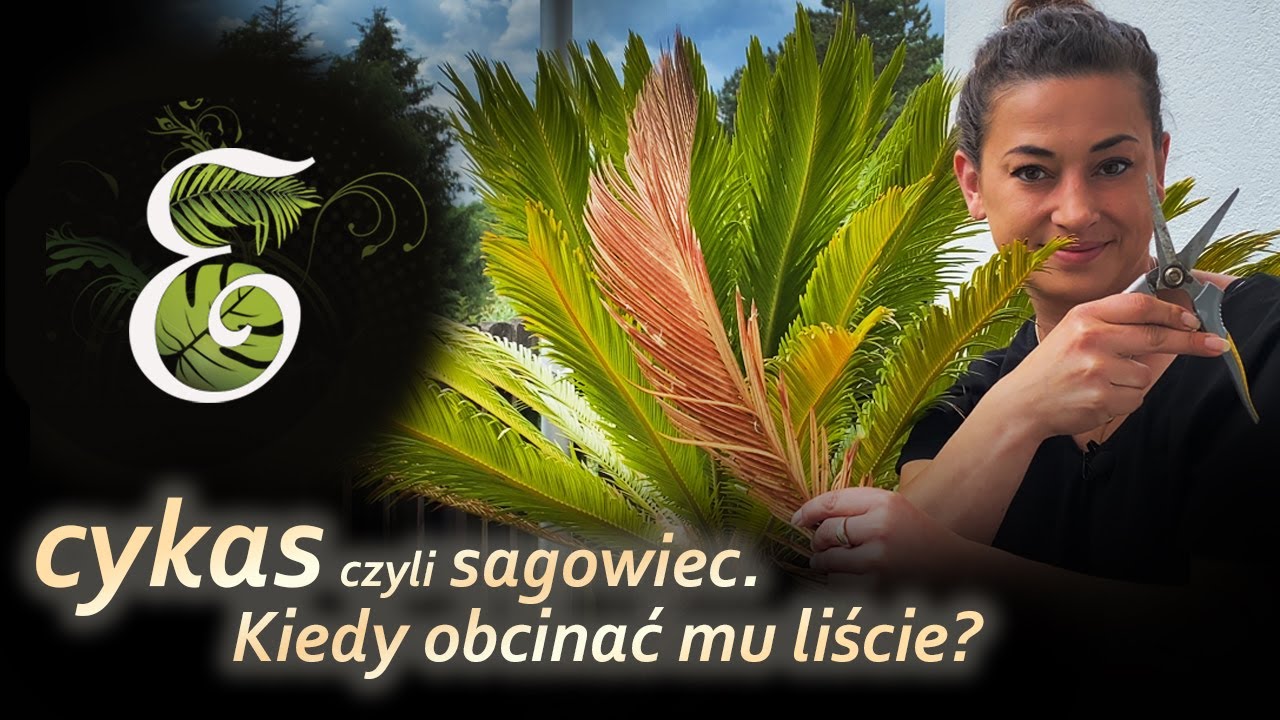 Cycas revoluta, czyli sagowiec - problemy z liśćmi. Kiedy obcinać liście sagowca. Egzotycznie cykas