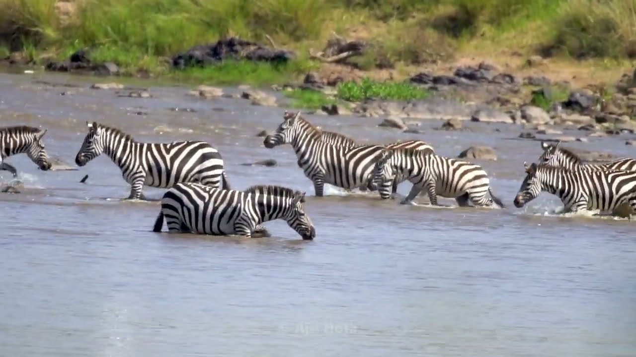#Masai 1000's of Zebra crossing Mara river full of crocodiles | Rare Millions of Wildebeest on run
