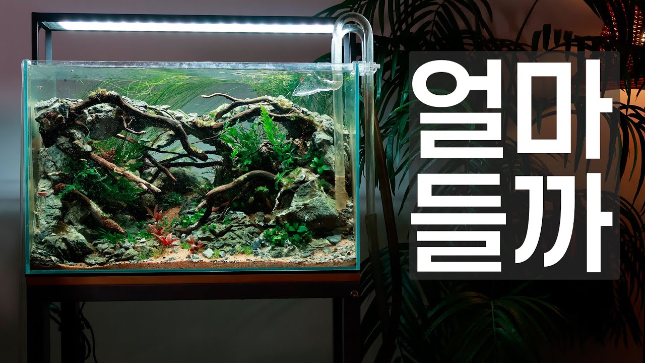 하이테크 수초어항 셋팅, 얼마 들까? 현실 비용!