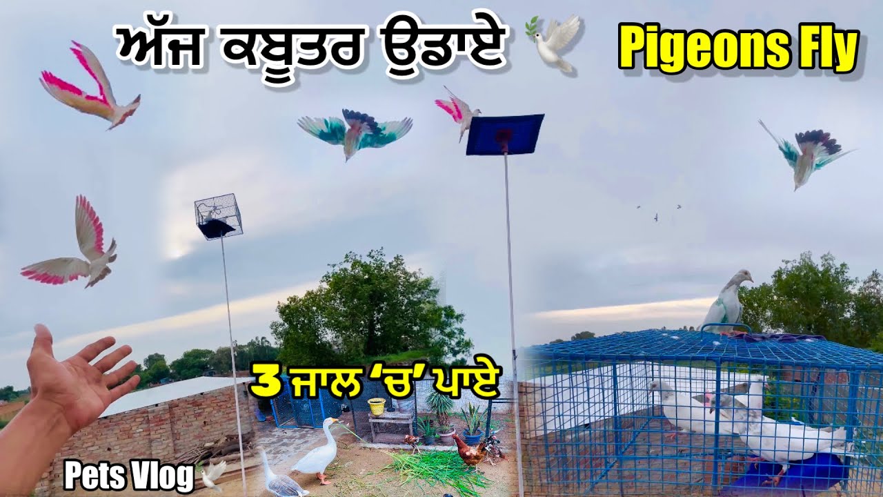 ਅੱਜ ਕਬੂਤਰ ਉਡਾਏ ਮਿੱਤਰੋ🕊️|| Kabutar Uddaye Aj🕊️|| Fly Pigeons Today😍|| #pigeon #kabutar #petsvlog