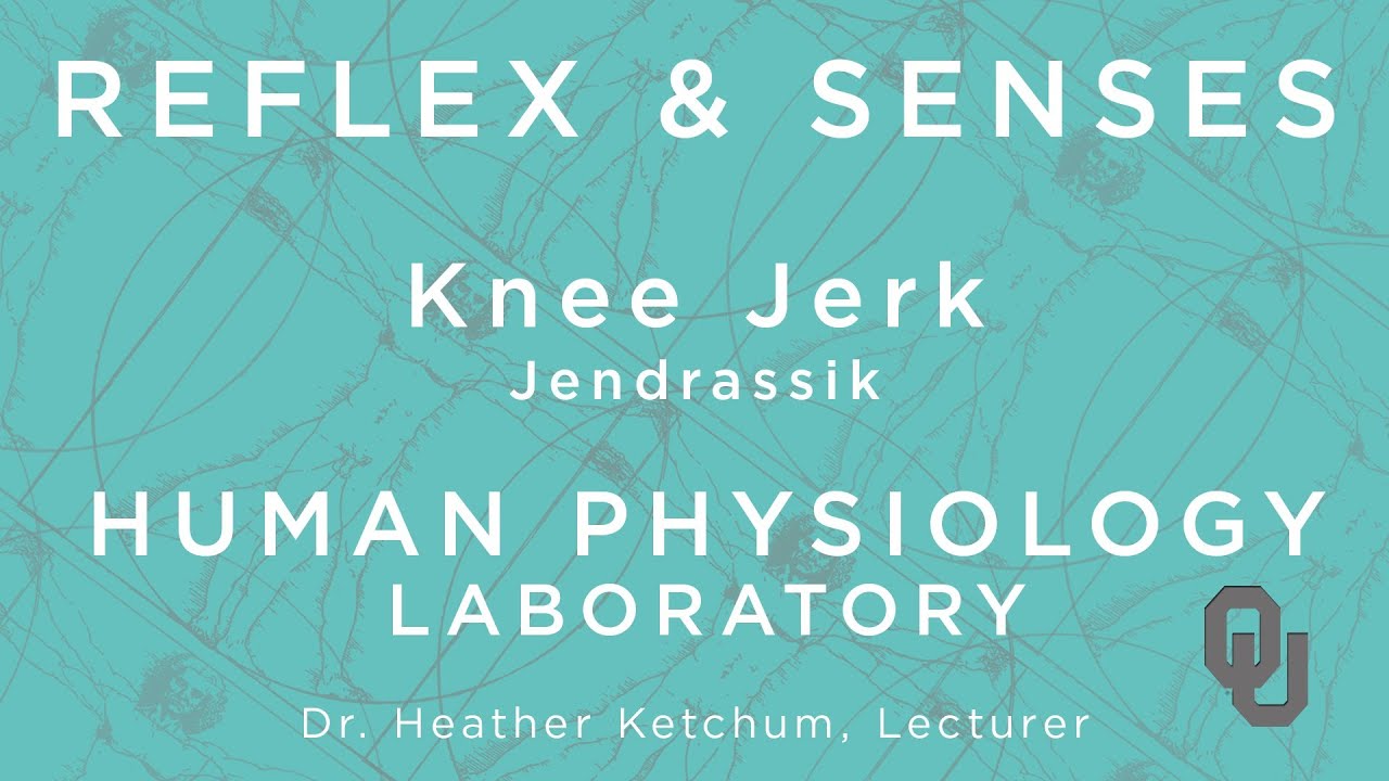 Knee Jerk - Jendrassik for GTAs | Reflex & Senses | Human Physiology | Dr. Ketchum