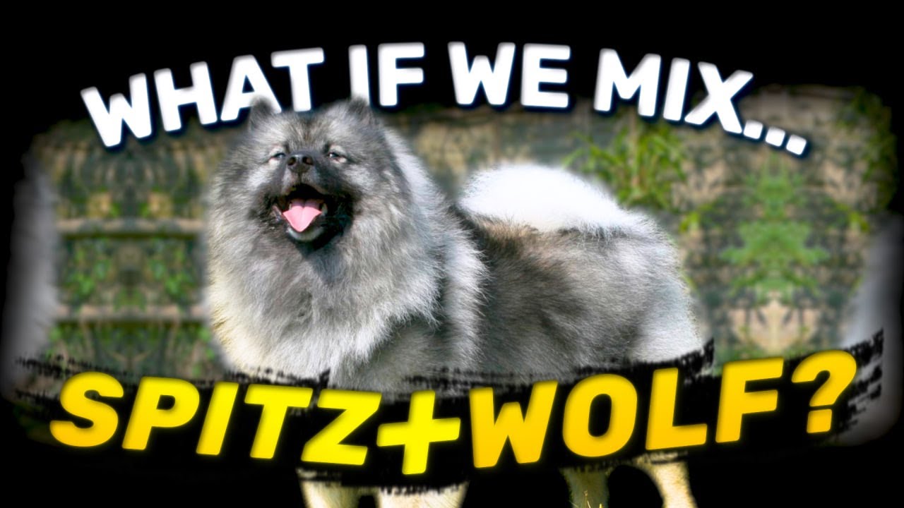 WolfSpitz - Cute Fluffy Wolf | Characteristics