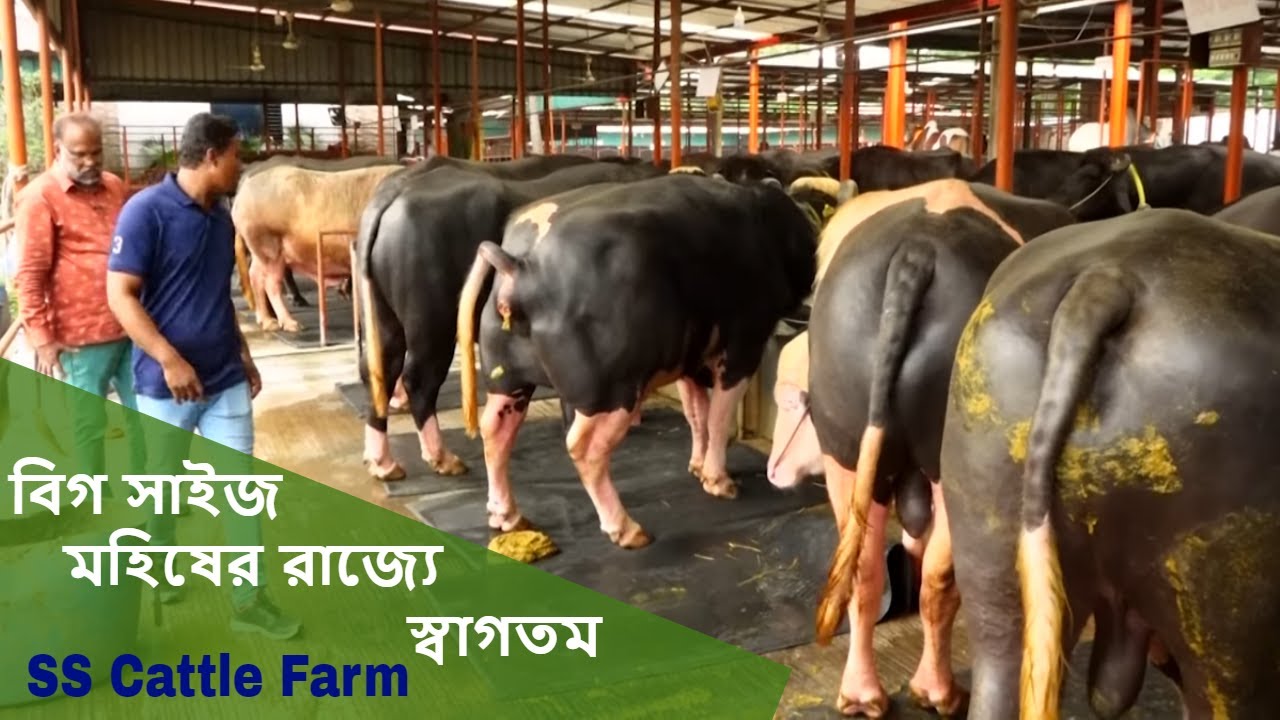 বিশালদেহি কিছু মহিষের দাম জানুন | SS Cattle Farm | Buffalo sale video
