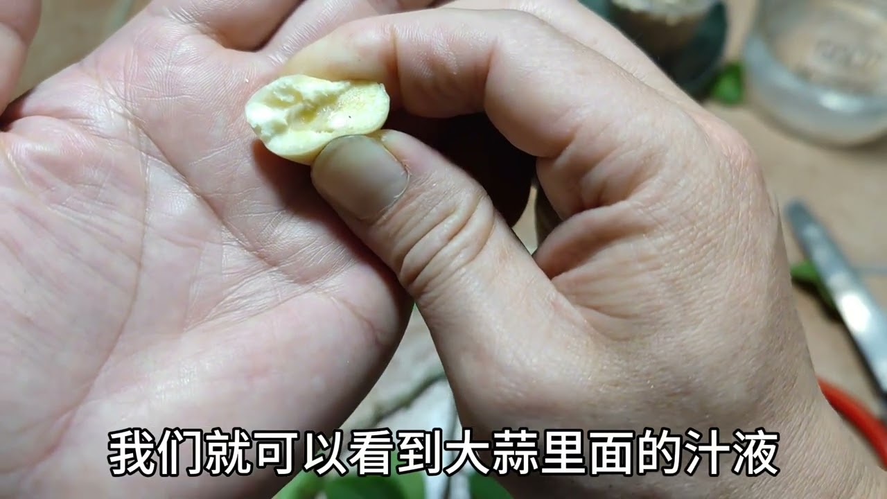 厨房里的“大蒜”，就是杀菌、生根剂，扦插用一点，生根超级快