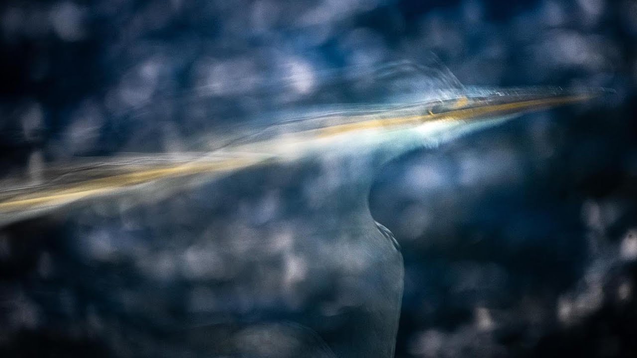 ** Fritz Pölking Prize 2022 ** | Jan Leßmann, GDT – Lockdown Heron