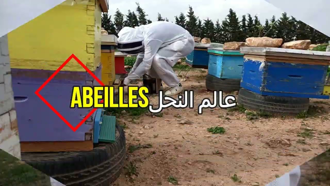 بعد فحصي للعاسلة و صندوق التربية  تبين ان الخلايا كلها تحاول ان تقوم بالتطريد الطبيعي